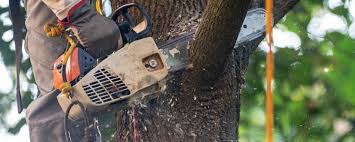 Best Tree Trimming and Pruning  in Chalfant, CA