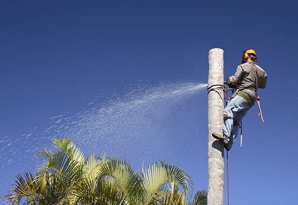 Best Leaf Removal  in Chalfant, CA