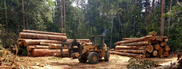 How Our Tree Care Process Works  in  Chalfant, CA