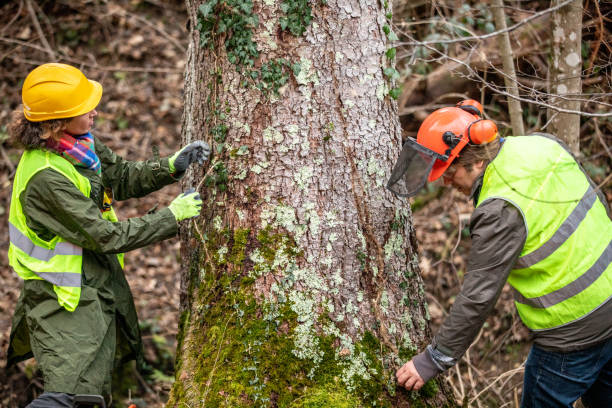 Best Tree Mulching  in Chalfant, CA