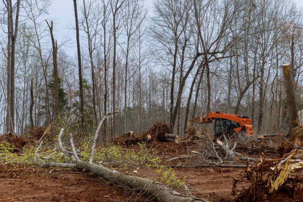 Trusted Chalfant, CA Tree Care Experts