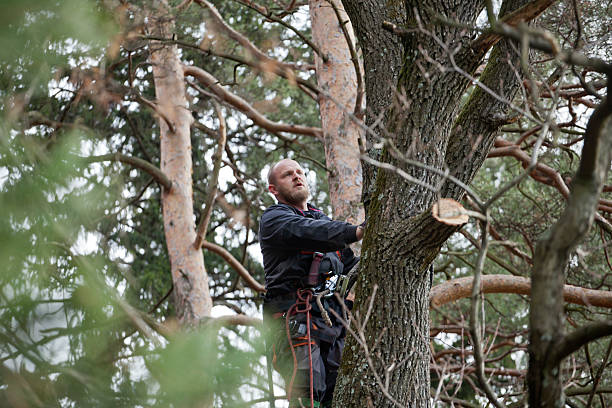 Best Tree and Shrub Care  in Chalfant, CA